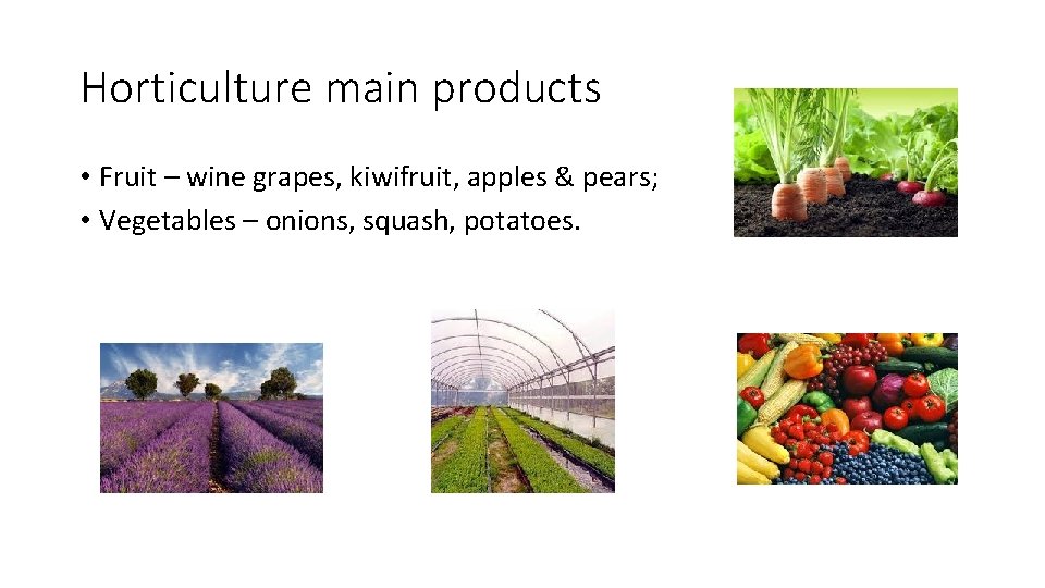 Horticulture main products • Fruit – wine grapes, kiwifruit, apples & pears; • Vegetables