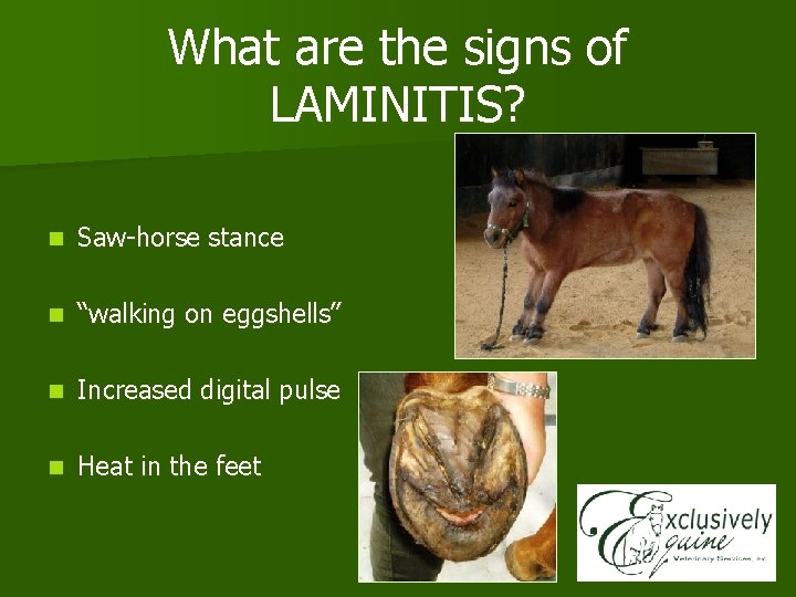 What are the signs of LAMINITIS? n Saw-horse stance n “walking on eggshells” n