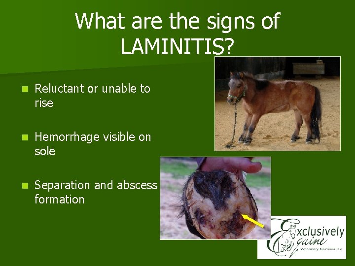 What are the signs of LAMINITIS? n Reluctant or unable to rise n Hemorrhage