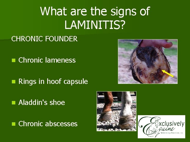 What are the signs of LAMINITIS? CHRONIC FOUNDER n Chronic lameness n Rings in