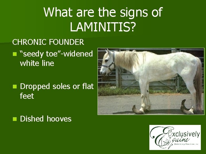 What are the signs of LAMINITIS? CHRONIC FOUNDER n “seedy toe”-widened white line n