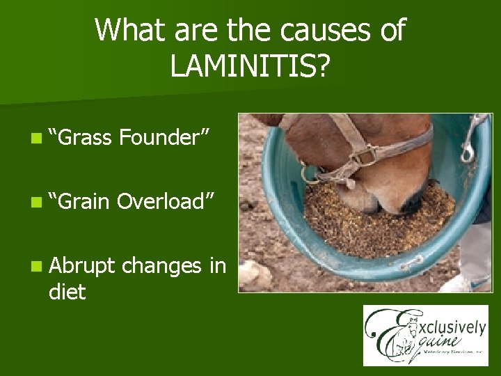 What are the causes of LAMINITIS? n “Grass Founder” n “Grain Overload” n Abrupt