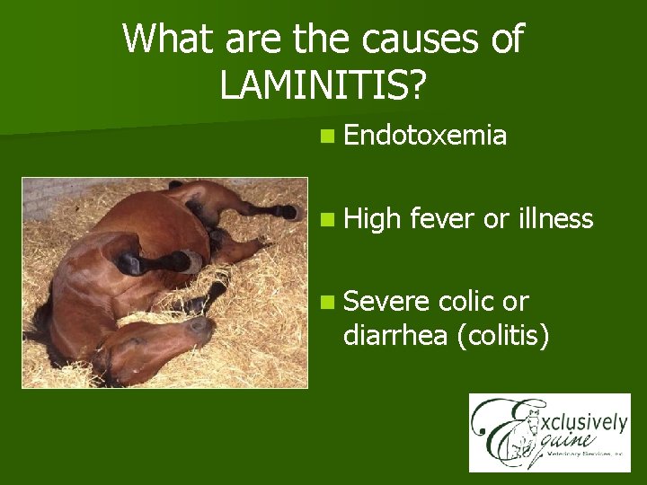 What are the causes of LAMINITIS? n Endotoxemia n High fever or illness n