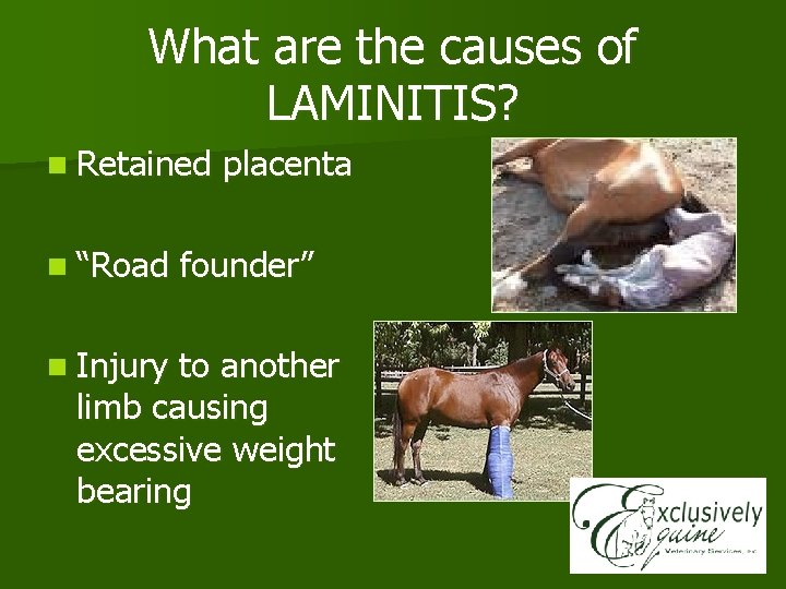 What are the causes of LAMINITIS? n Retained n “Road n Injury placenta founder”