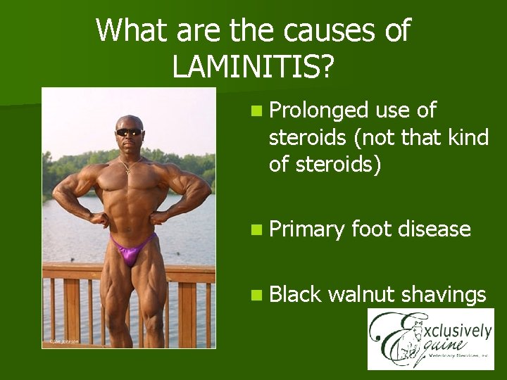What are the causes of LAMINITIS? n Prolonged use of steroids (not that kind