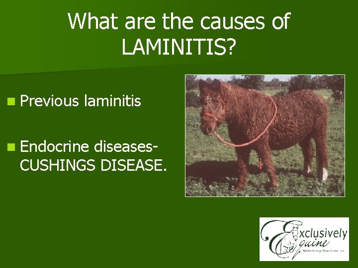 What are the causes of LAMINITIS? n Previous laminitis n Endocrine diseases. CUSHINGS DISEASE.