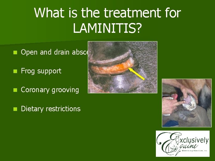 What is the treatment for LAMINITIS? n Open and drain abscesses n Frog support