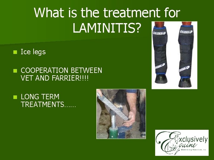 What is the treatment for LAMINITIS? n Ice legs n COOPERATION BETWEEN VET AND