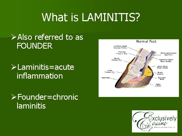 What is LAMINITIS? ØAlso referred to as FOUNDER ØLaminitis=acute inflammation ØFounder=chronic laminitis 