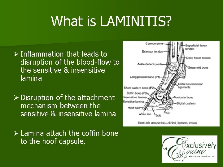 What is LAMINITIS? Ø Inflammation that leads to disruption of the blood-flow to the