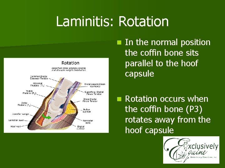 Laminitis: Rotation n In the normal position the coffin bone sits parallel to the