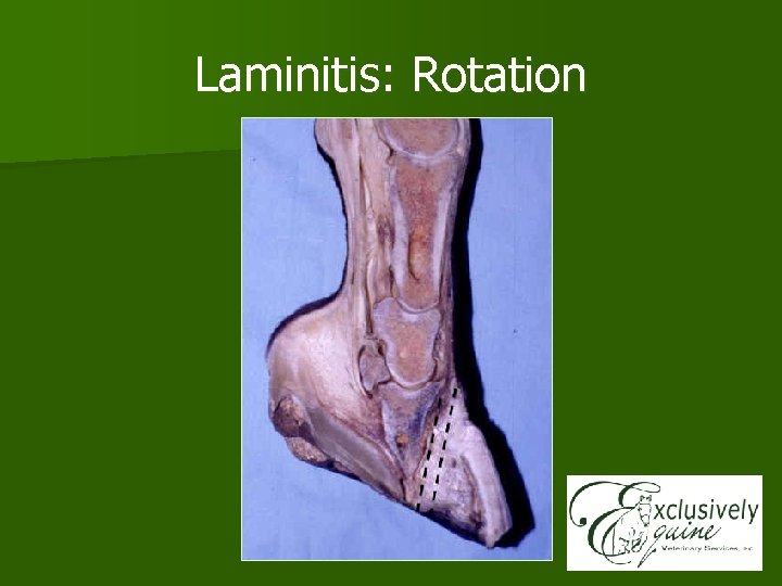 Laminitis: Rotation 
