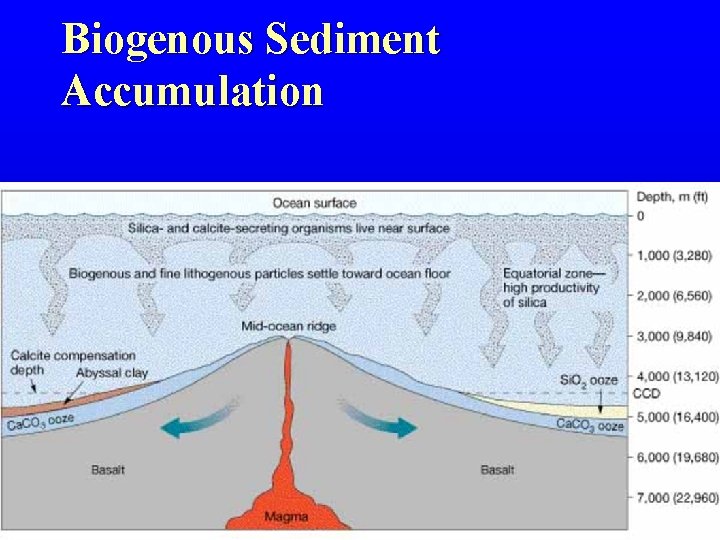 Biogenous Sediment Accumulation Biogenous Sediment Accumulation