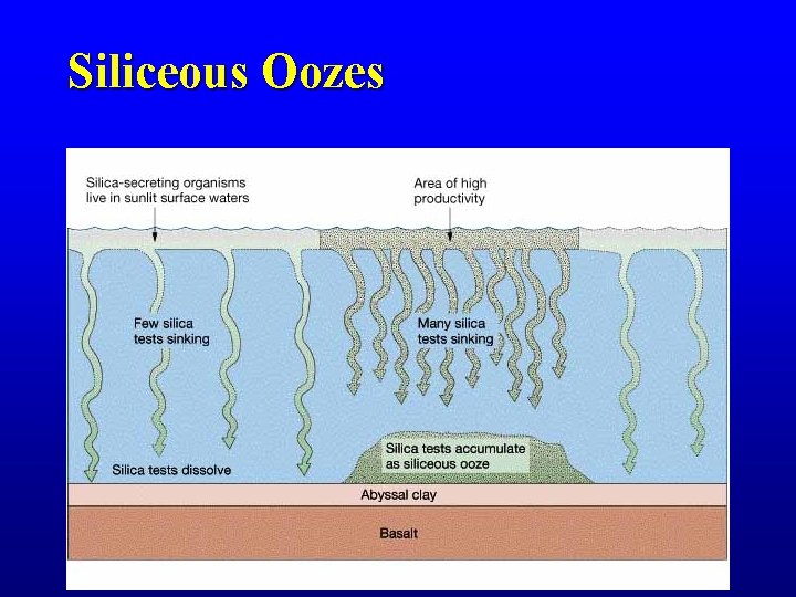 Siliceous Oozes Siliceous Oozes