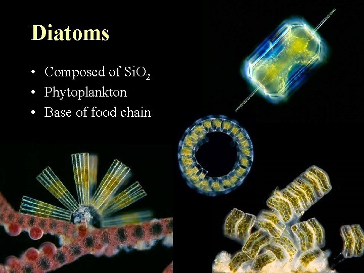 Diatoms • Composed of Si. O 2 • Phytoplankton • Base of food chain Diatoms • Composed of Si. O 2 • Phytoplankton • Base of food chain