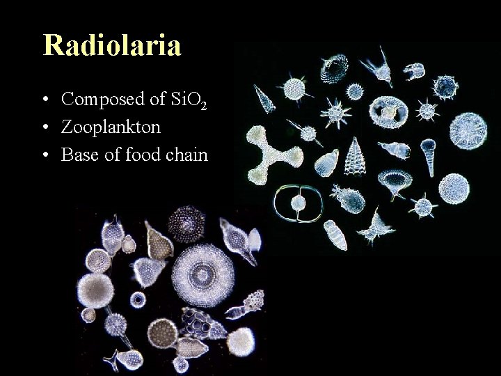 Radiolaria • Composed of Si. O 2 • Zooplankton • Base of food chain Radiolaria • Composed of Si. O 2 • Zooplankton • Base of food chain