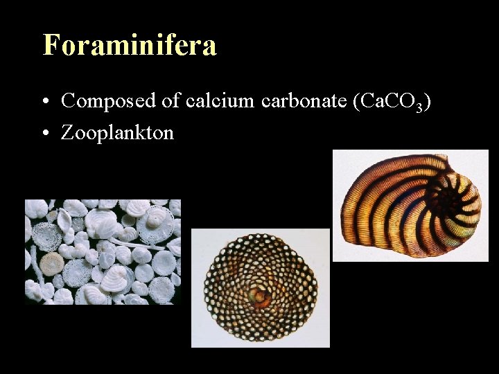 Foraminifera • Composed of calcium carbonate (Ca. CO 3) • Zooplankton Foraminifera • Composed of calcium carbonate (Ca. CO 3) • Zooplankton