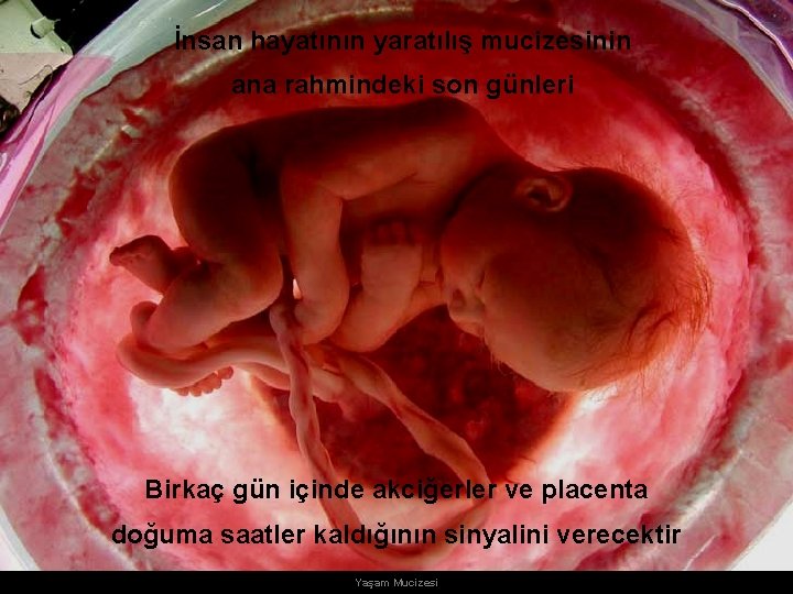 İnsan hayatının yaratılış mucizesinin ana rahmindeki son günleri Birkaç gün içinde akciğerler ve placenta