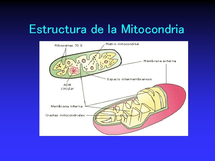 Estructura de la Mitocondria 