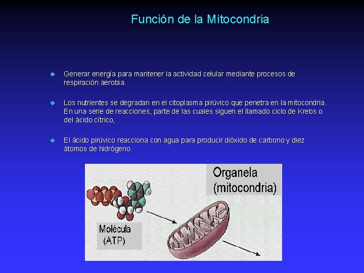 Función de la Mitocondria v Generar energía para mantener la actividad celular mediante procesos