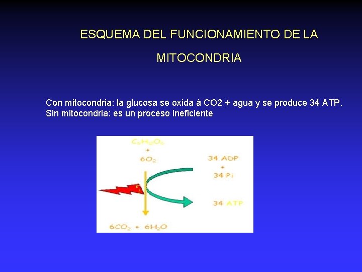 ESQUEMA DEL FUNCIONAMIENTO DE LA MITOCONDRIA Con mitocondria: la glucosa se oxida à CO