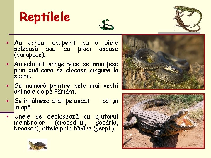 Reptilele § Au corpul acoperit cu o piele solzoasă sau cu plăci osoase (carapace).