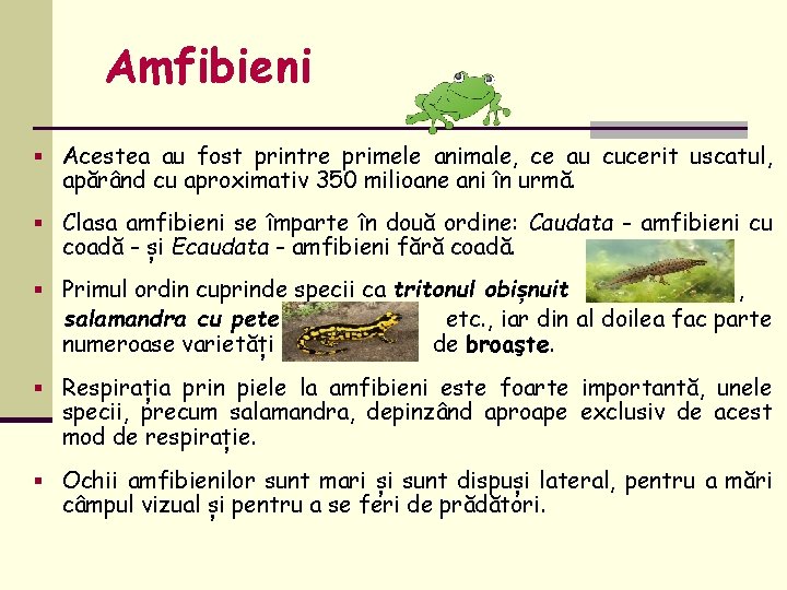 Amfibieni § Acestea au fost printre primele animale, ce au cucerit uscatul, apărând cu