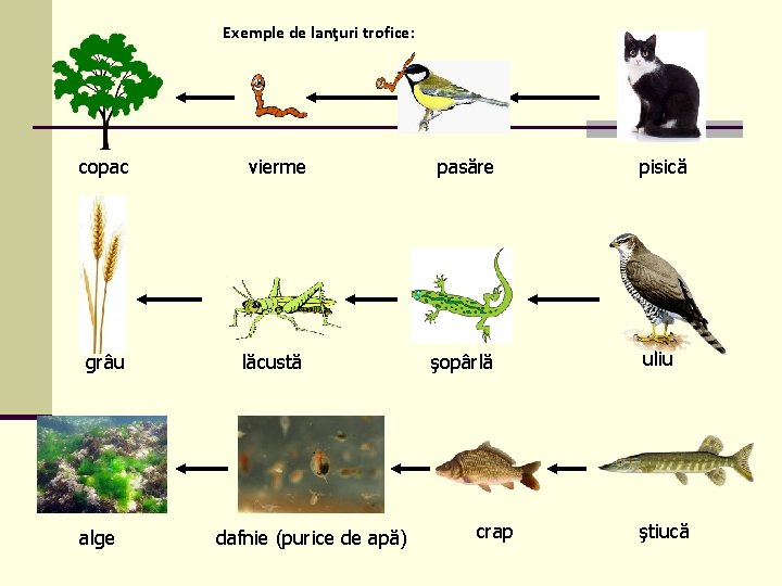 Exemple de lanţuri trofice: copac vierme pasăre pisică grâu lăcustă şopârlă uliu alge dafnie