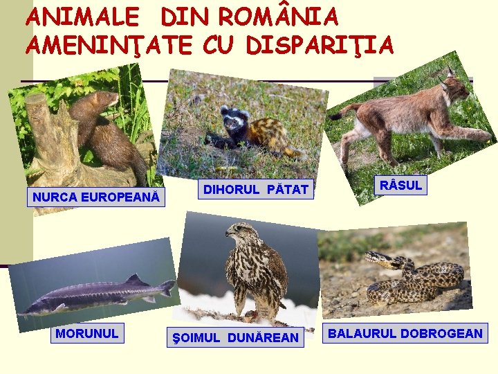 ANIMALE DIN ROM NIA AMENINŢATE CU DISPARIŢIA NURCA EUROPEANĂ MORUNUL DIHORUL PĂTAT ŞOIMUL DUNĂREAN