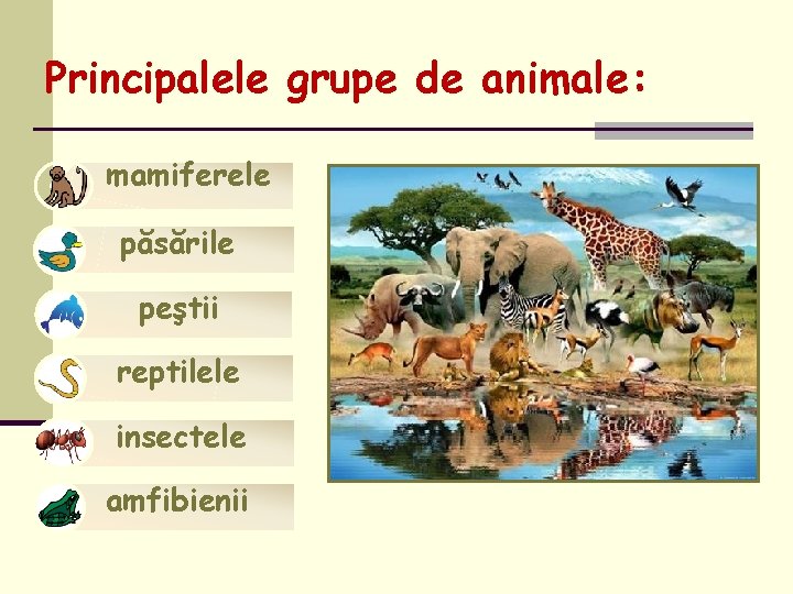 Principalele grupe de animale: mamiferele păsările peştii reptilele insectele amfibienii 