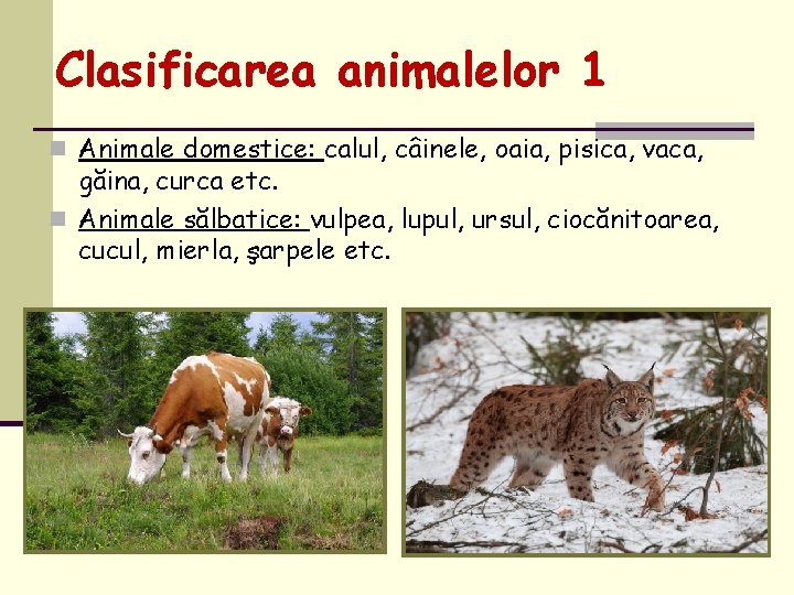 Clasificarea animalelor 1 n Animale domestice: calul, câinele, oaia, pisica, vaca, găina, curca etc.