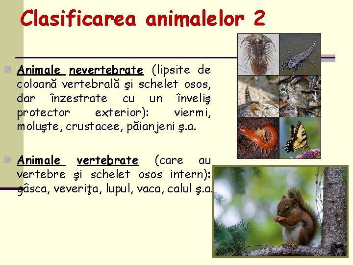 Clasificarea animalelor 2 n Animale nevertebrate (lipsite de coloană vertebrală şi schelet osos, dar