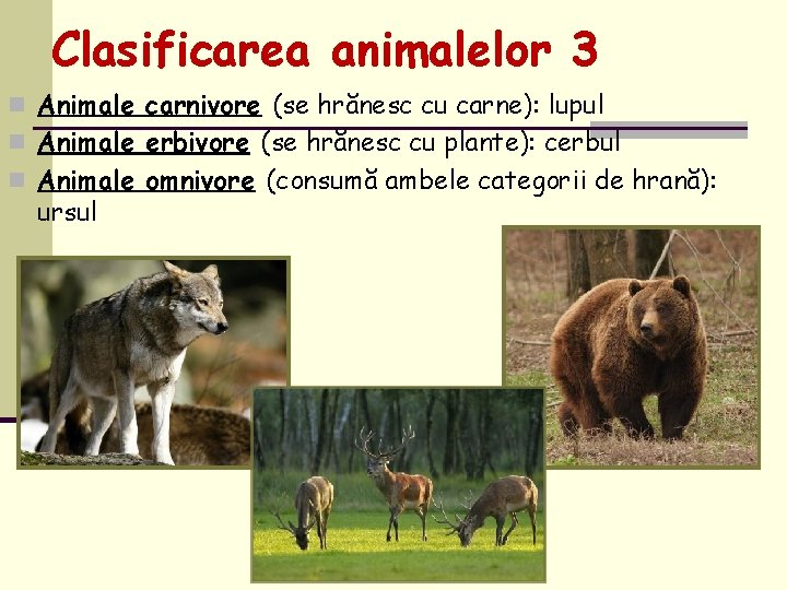 Clasificarea animalelor 3 n Animale carnivore (se hrănesc cu carne): lupul n Animale erbivore