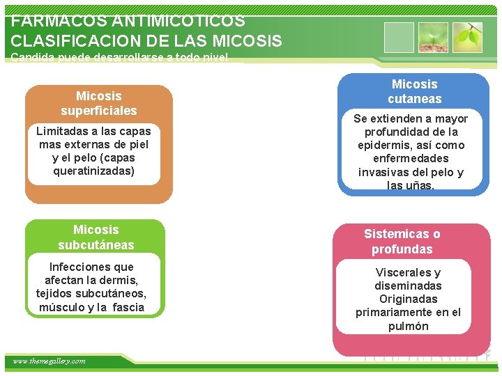 FARMACOS ANTIMICOTICOS CLASIFICACION DE LAS MICOSIS Candida puede desarrollarse a todo nivel Micosis superficiales