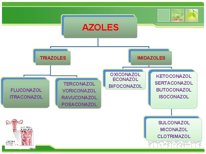 AZOLES TRIAZOLES TERCONAZOL FLUCONAZOL VORICONAZOL ITRACONAZOL RAVUCONAZOL POSACONAZOL IMIDAZOLES OXICONAZOL ECONAZOL BIFOCONAZOL KETOCONAZOL SERTACONAZOL