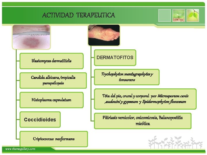 ACTIVIDAD TERAPEUTICA Blastomyces dermatitidis Candida albicans, tropicalis parapsilopsis Histoplasma capsulatum Coccidioides Criptococcus neoformans www.