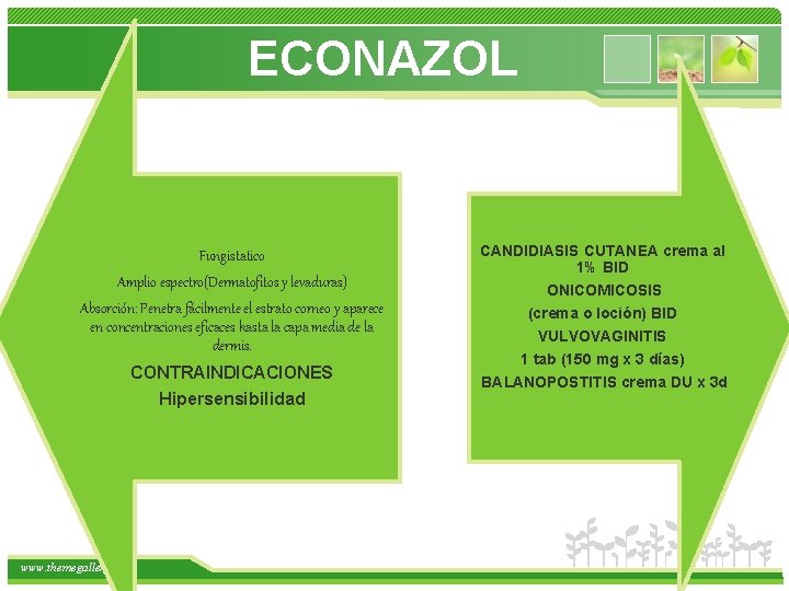  ECONAZOL Fungistatico Amplio espectro(Dermatofitos y levaduras) Absorción: Penetra fácilmente el estrato corneo y