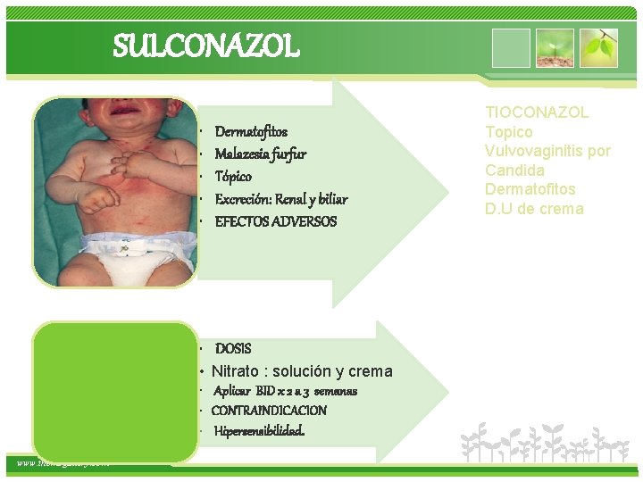 SULCONAZOL • • • Dermatofitos Malazesia furfur Tópico Excreción: Renal y biliar EFECTOS ADVERSOS