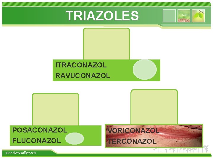 TRIAZOLES ITRACONAZOL RAVUCONAZOL POSACONAZOL FLUCONAZOL www. themegallery. com VORICONAZOL TERCONAZOL 