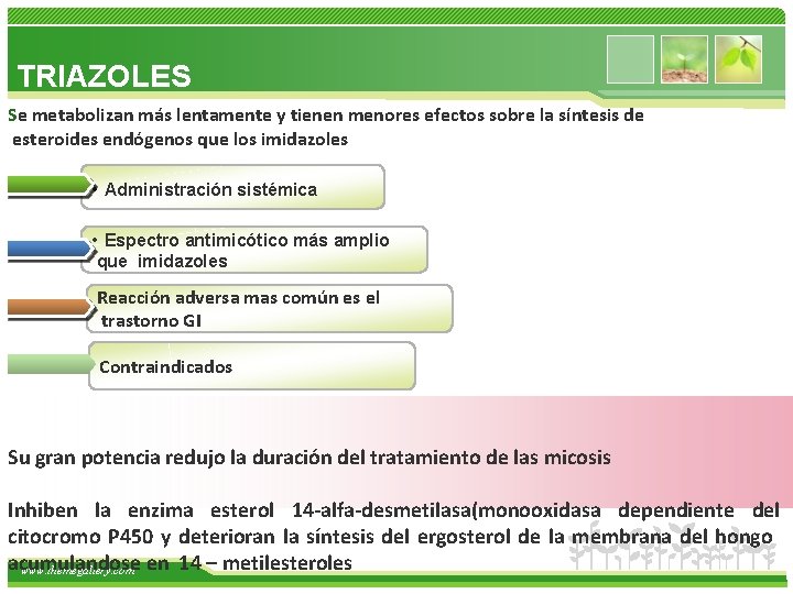 TRIAZOLES Se metabolizan más lentamente y tienen menores efectos sobre la síntesis de esteroides