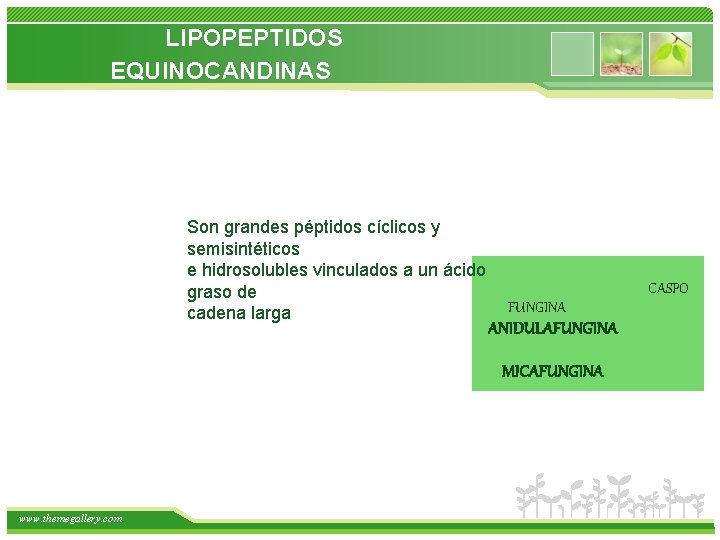  LIPOPEPTIDOS EQUINOCANDINAS Son grandes péptidos cíclicos y semisintéticos e hidrosolubles vinculados a un