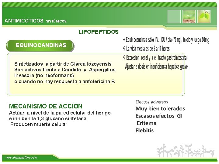 ANTIMICOTICOS SISTÉMICOS LIPOPEPTIDOS EQUINOCANDINAS Sintetizados a partir de Glarea lozoyensis Son activos frente a