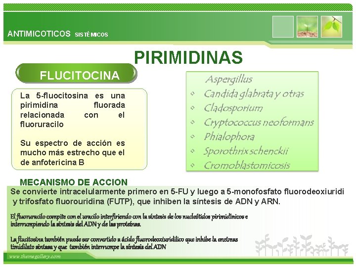 ANTIMICOTICOS SISTÉMICOS PIRIMIDINAS FLUCITOCINA La 5 -fluocitosina es una pirimidina fluorada relacionada con el