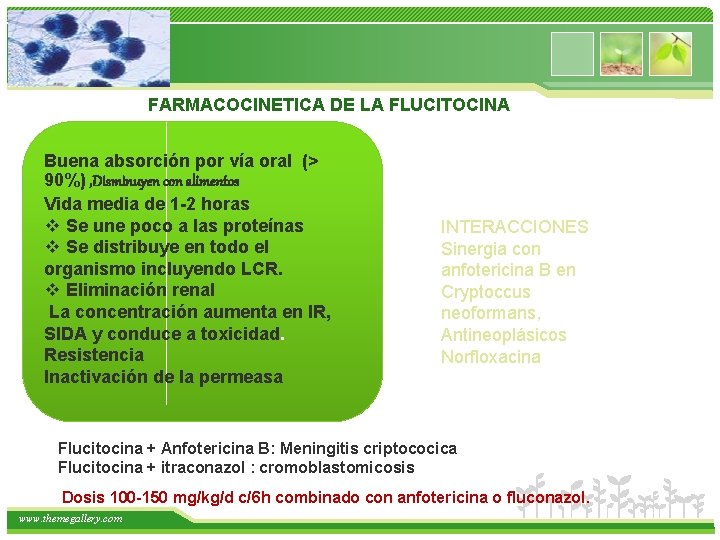 FARMACOCINETICA DE LA FLUCITOCINA Buena absorción por vía oral (> 90%) , Disminuyen con