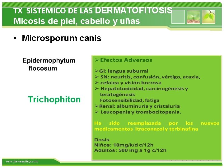 TX SISTEMICO DE LAS DERMATOFITOSIS Micosis de piel, cabello y uñas • Microsporum canis