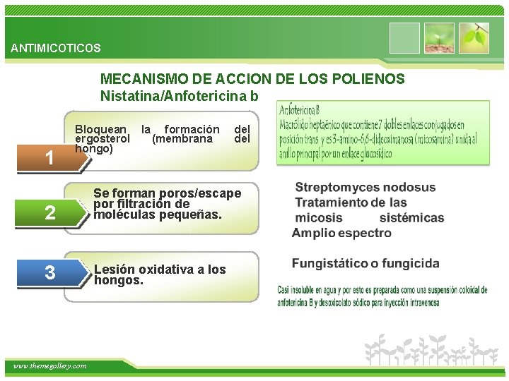 ANTIMICOTICOS MECANISMO DE ACCION DE LOS POLIENOS Nistatina/Anfotericina b 1 Bloquean la formación del