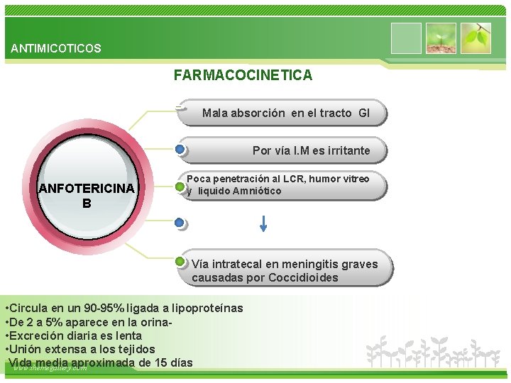 ANTIMICOTICOS FARMACOCINETICA Mala absorción en el tracto GI Por vía I. M es irritante