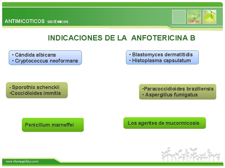 ANTIMICOTICOS SISTÉMICOS INDICACIONES DE LA ANFOTERICINA B • Cándida albicans • Cryptococcus neoformans •
