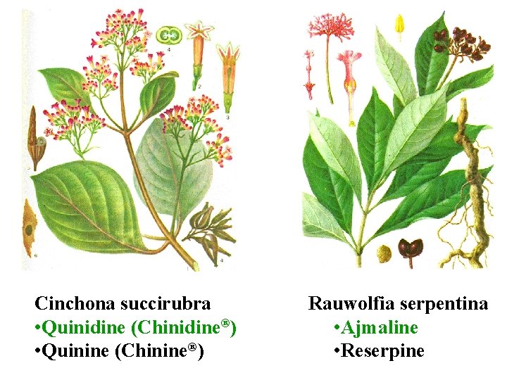 Cinchona succirubra • Quinidine (Chinidine®) • Quinine (Chinine®) Rauwolfia serpentina • Ajmaline • Reserpine