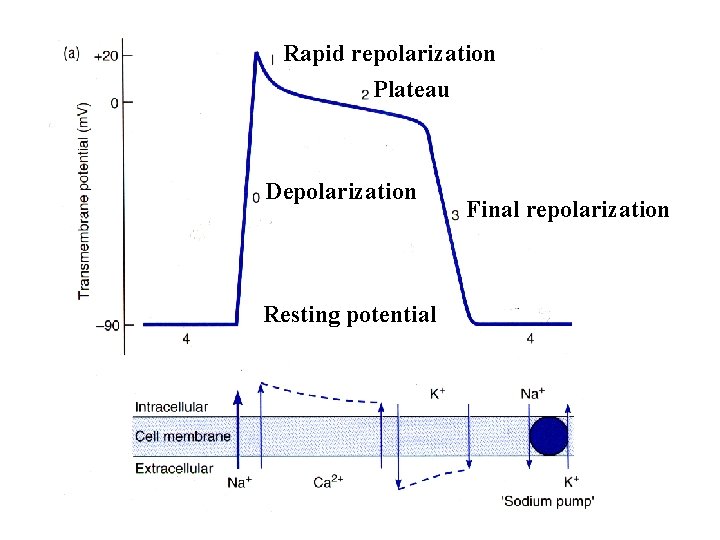 Rapid repolarization Plateau Depolarization Resting potential Final repolarization 